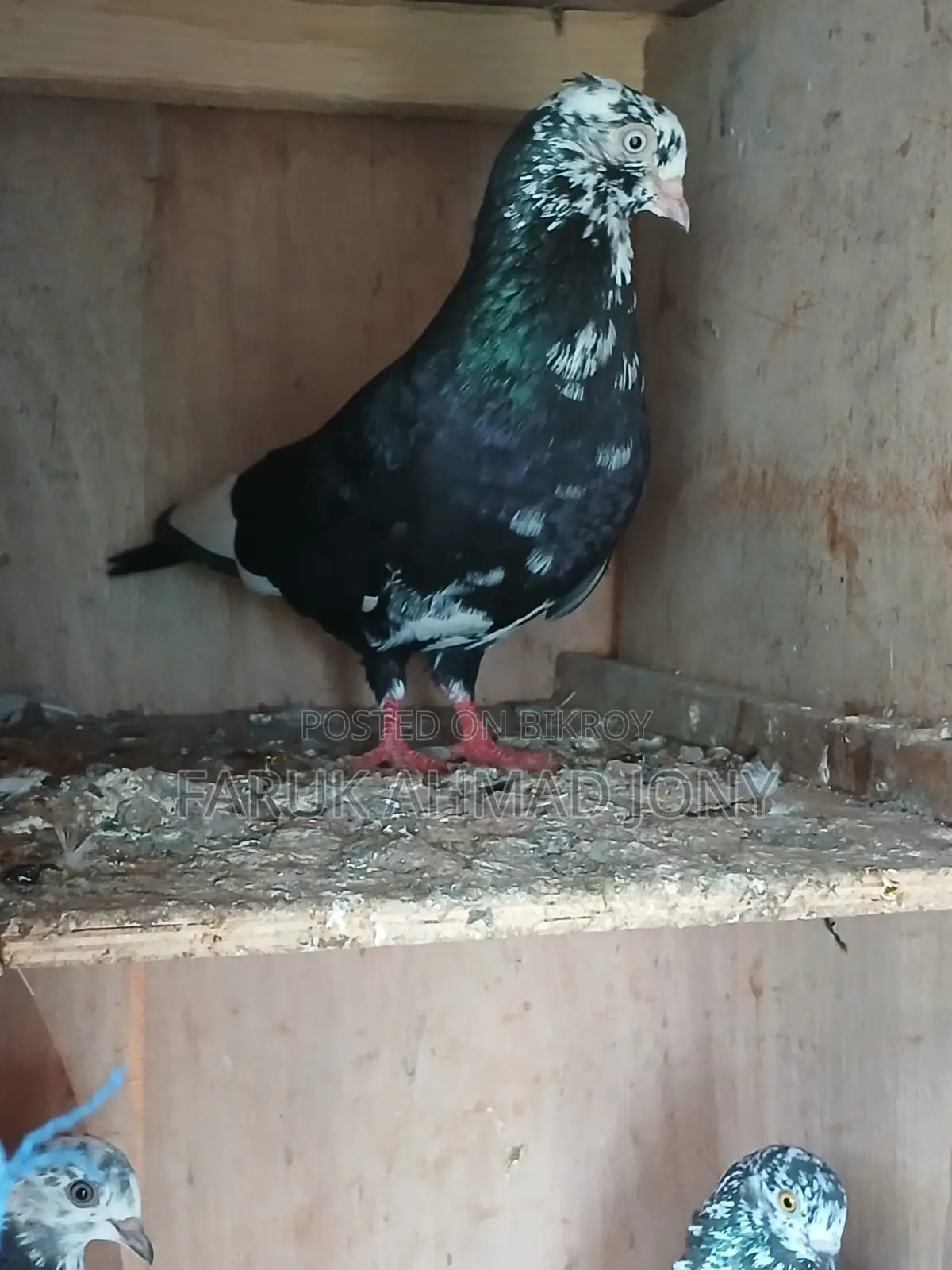 3 pieces male pigeons