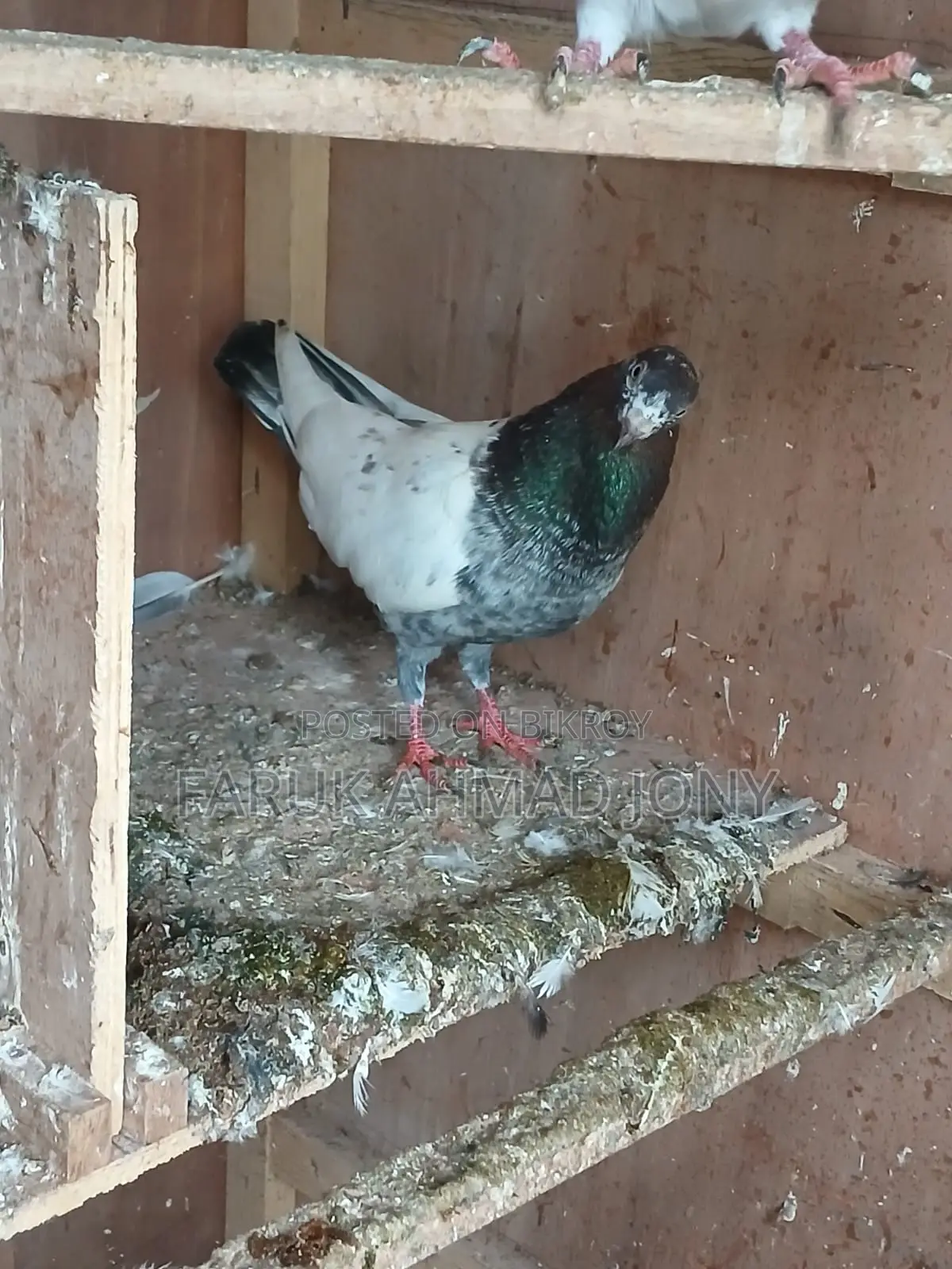 3 pieces male pigeons