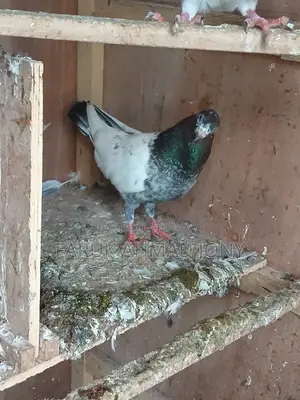 3 pieces male pigeons