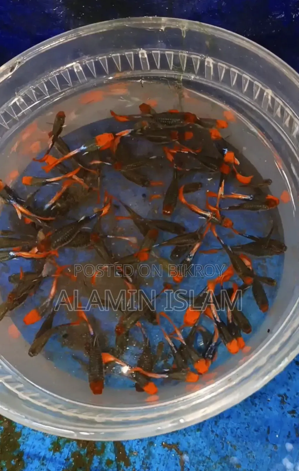 ফেন্সি গাপ্পি বিক্রি হবে।
