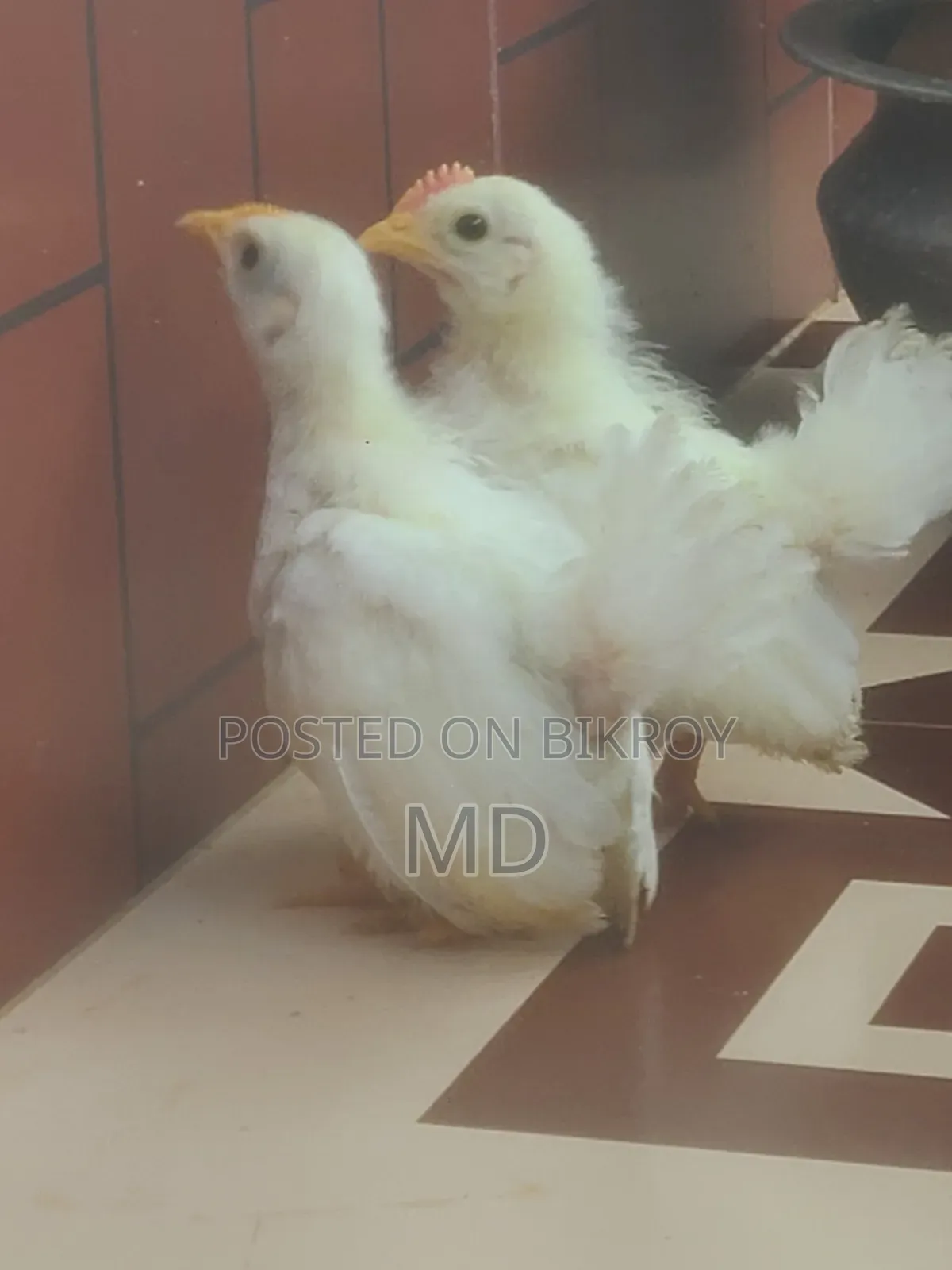 Whitetail Japanese Bantam Baby Chicken Pair
