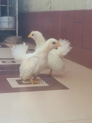 Whitetail Japanese Bantam Baby Chicken Pair