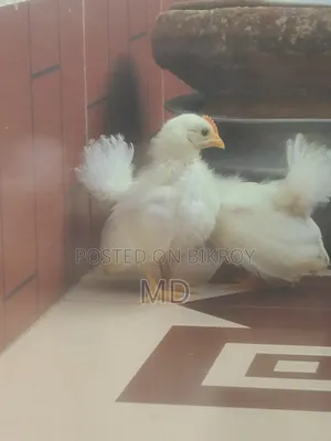 Whitetail Japanese Bantam Baby Chicken Pair