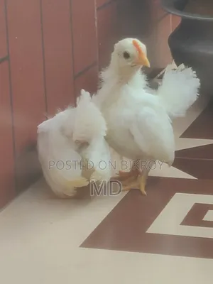 Whitetail Japanese Bantam Baby Chicken Pair