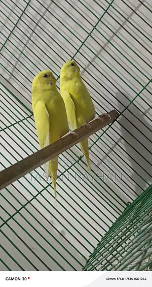 Budgerigar Bird