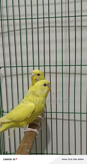 বাজরিগার পাখি