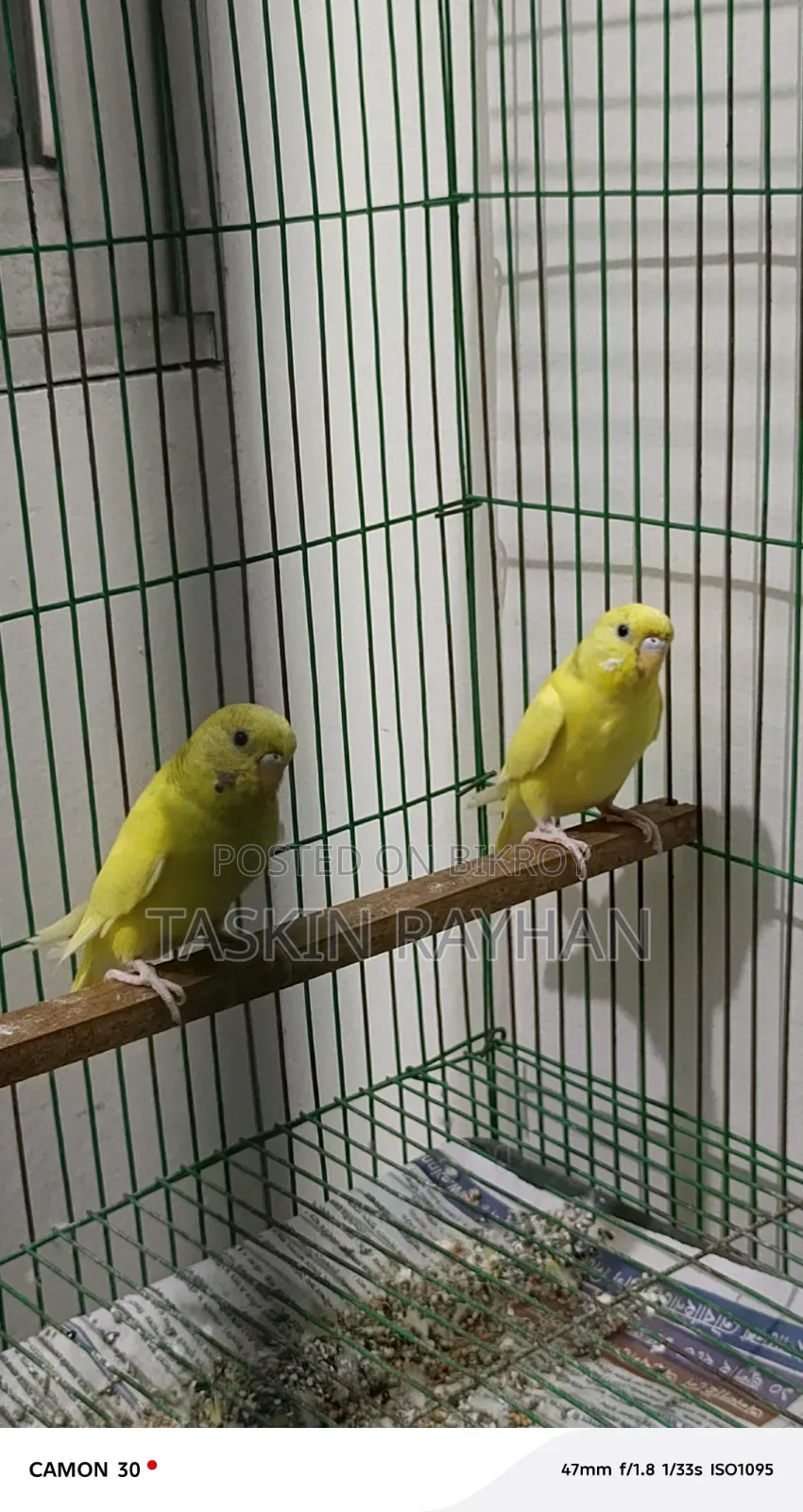 বাজরিগার পাখি