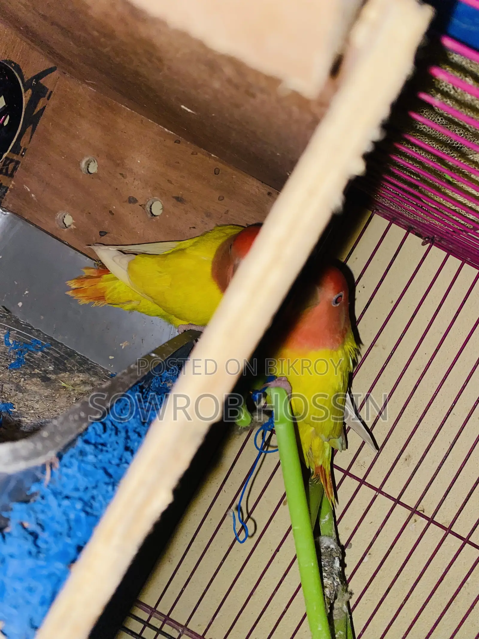 A pair of Lutino Red Head Opaline Love Birds for sale