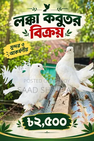 লক্ষা পায়রা