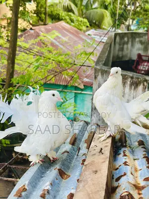 লক্ষা পায়রা