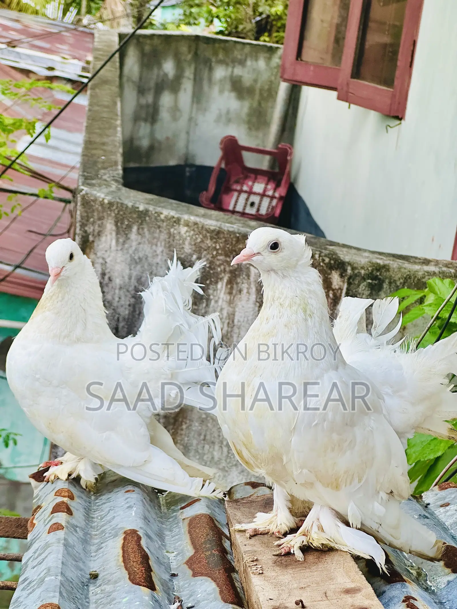লক্ষা পায়রা