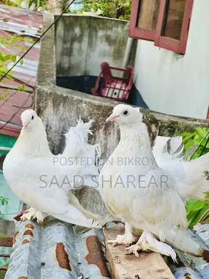লক্ষা পায়রা