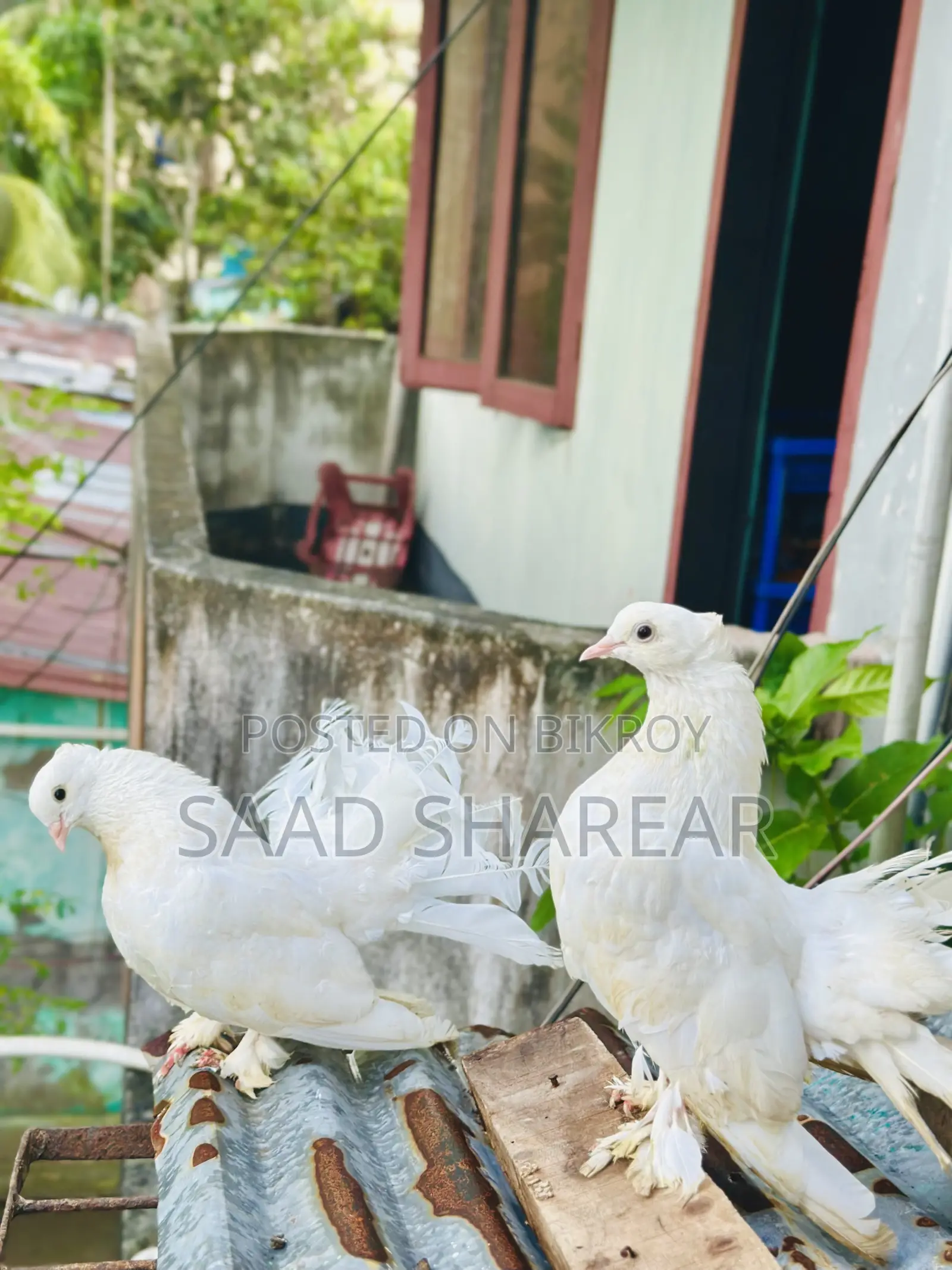 লক্ষা পায়রা