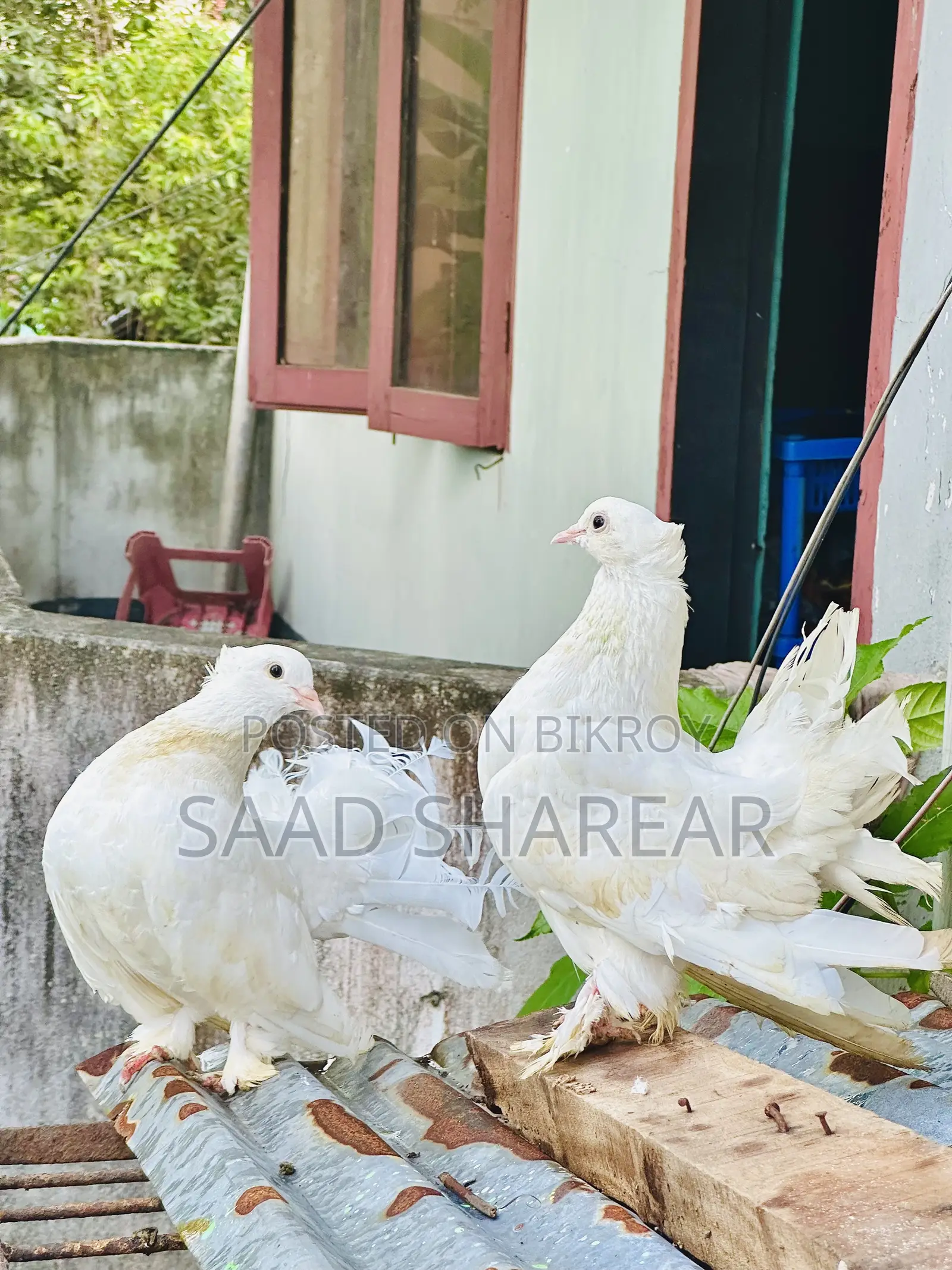 লক্ষা পায়রা