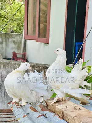 লক্ষা পায়রা