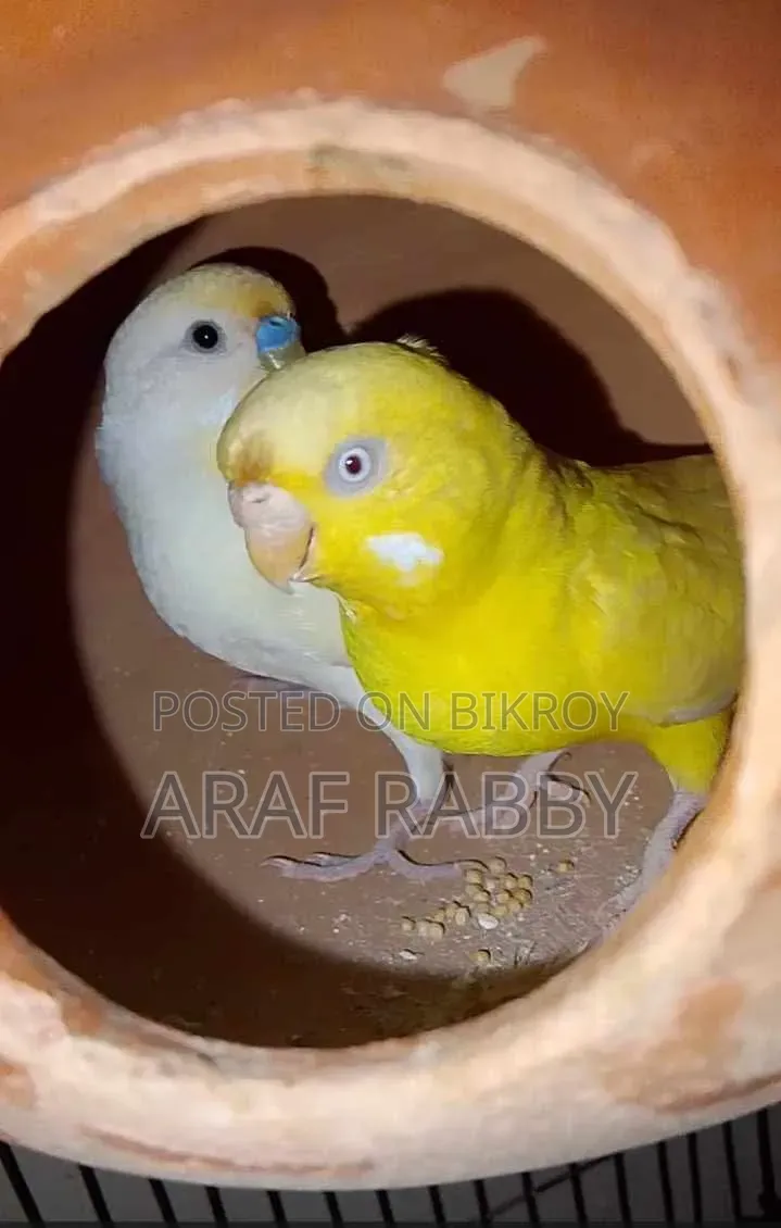 বাজ্রিগার পাখি