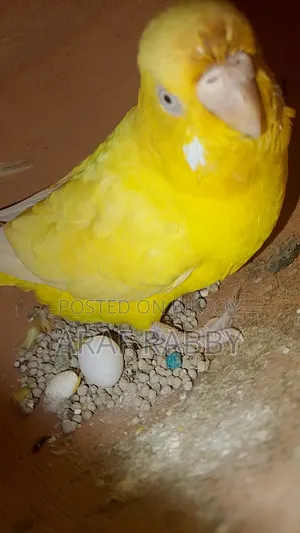 বাজ্রিগার পাখি