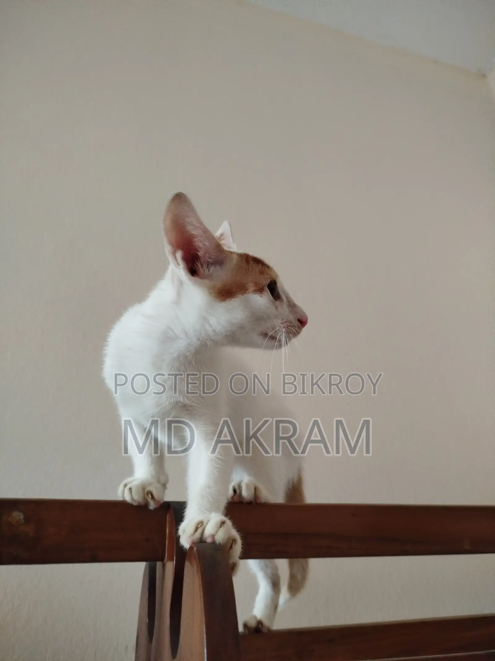 3-6 months Male Purebred Cat
