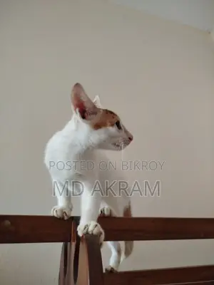 ৩-৬ মাসের পুরুষ বিশুদ্ধ জাতের বিড়াল