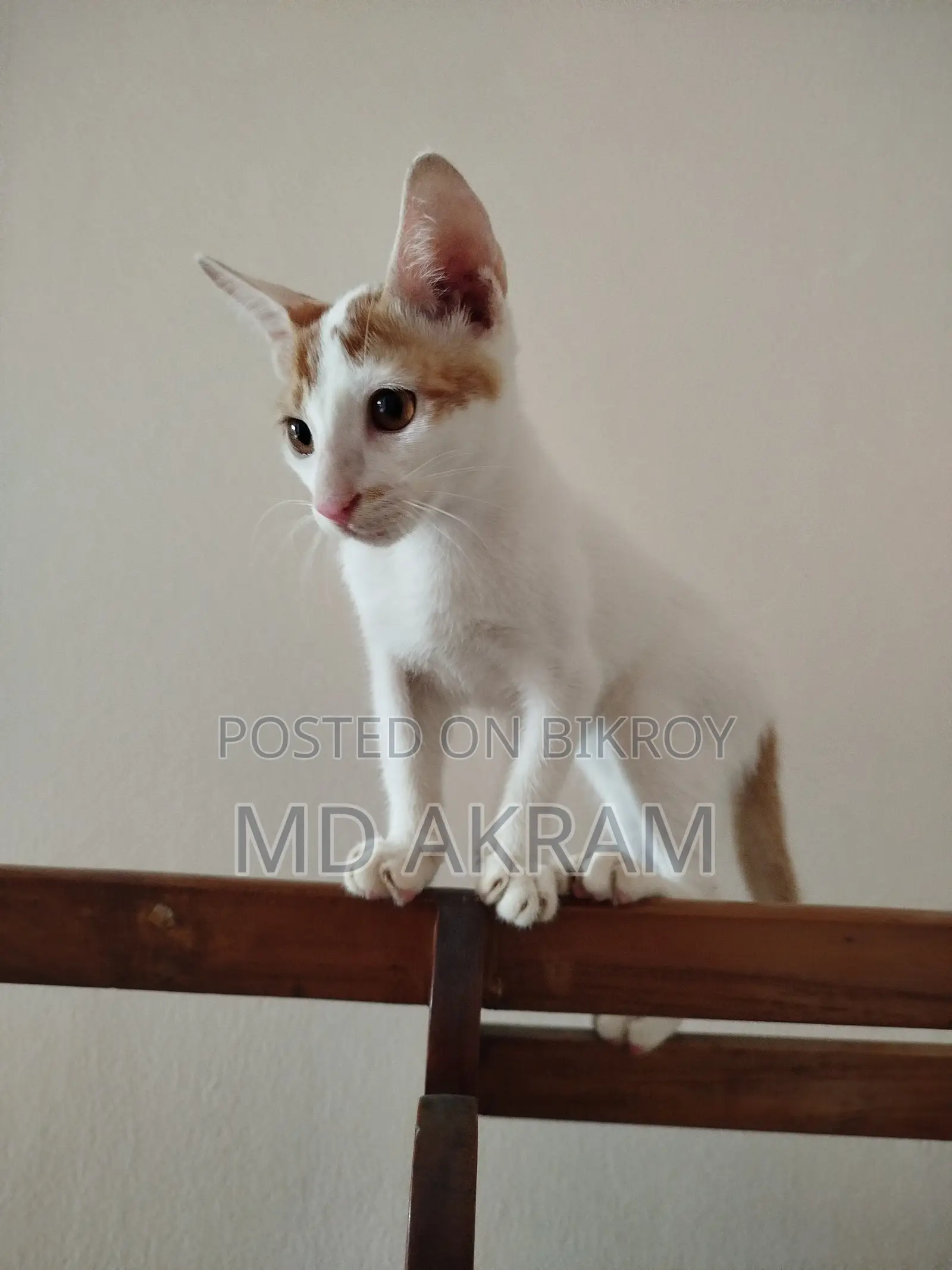3-6 months Male Purebred Cat