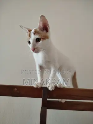 3-6 months Male Purebred Cat