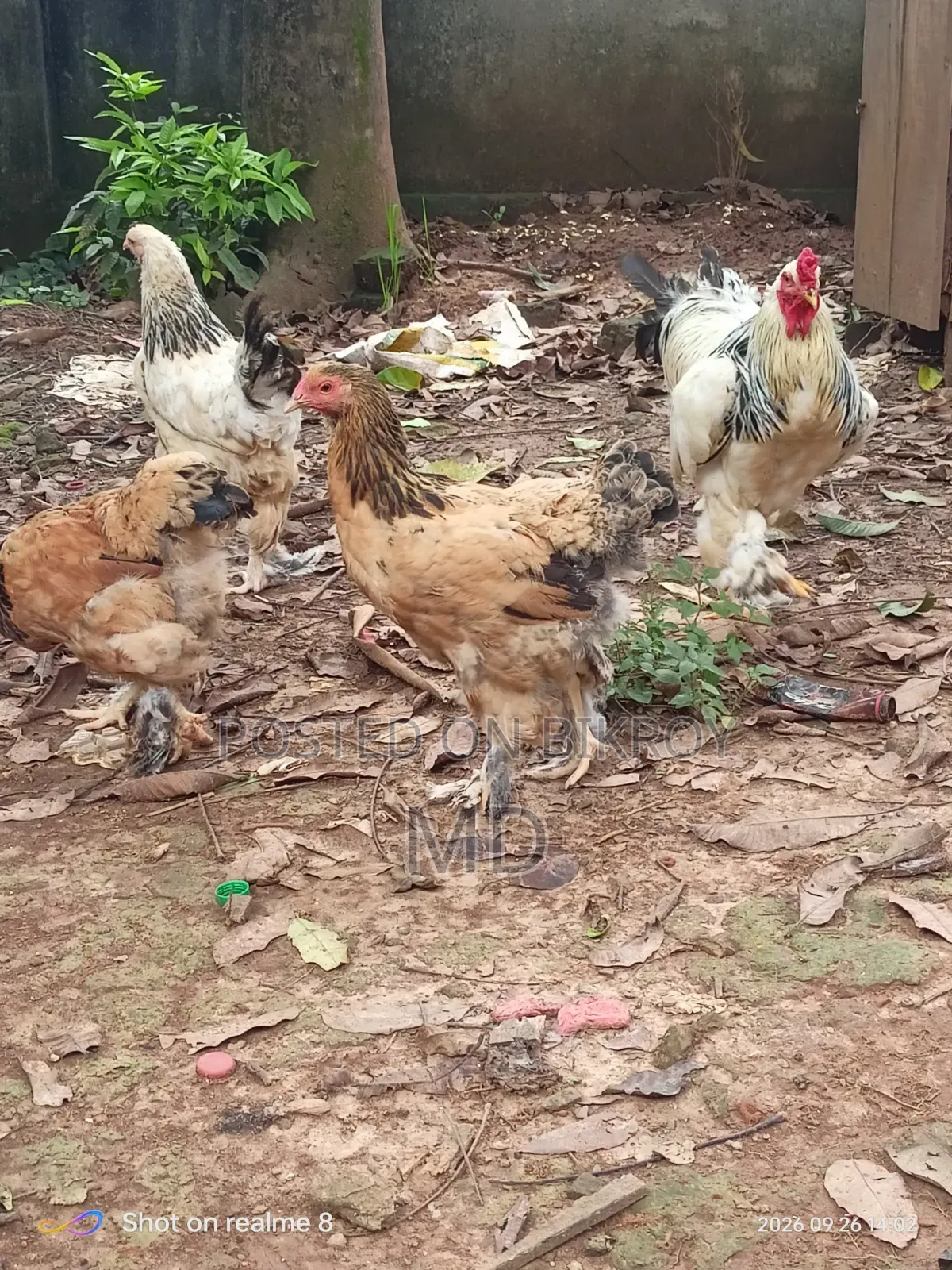 Running Brahma