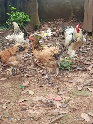 Running Brahma