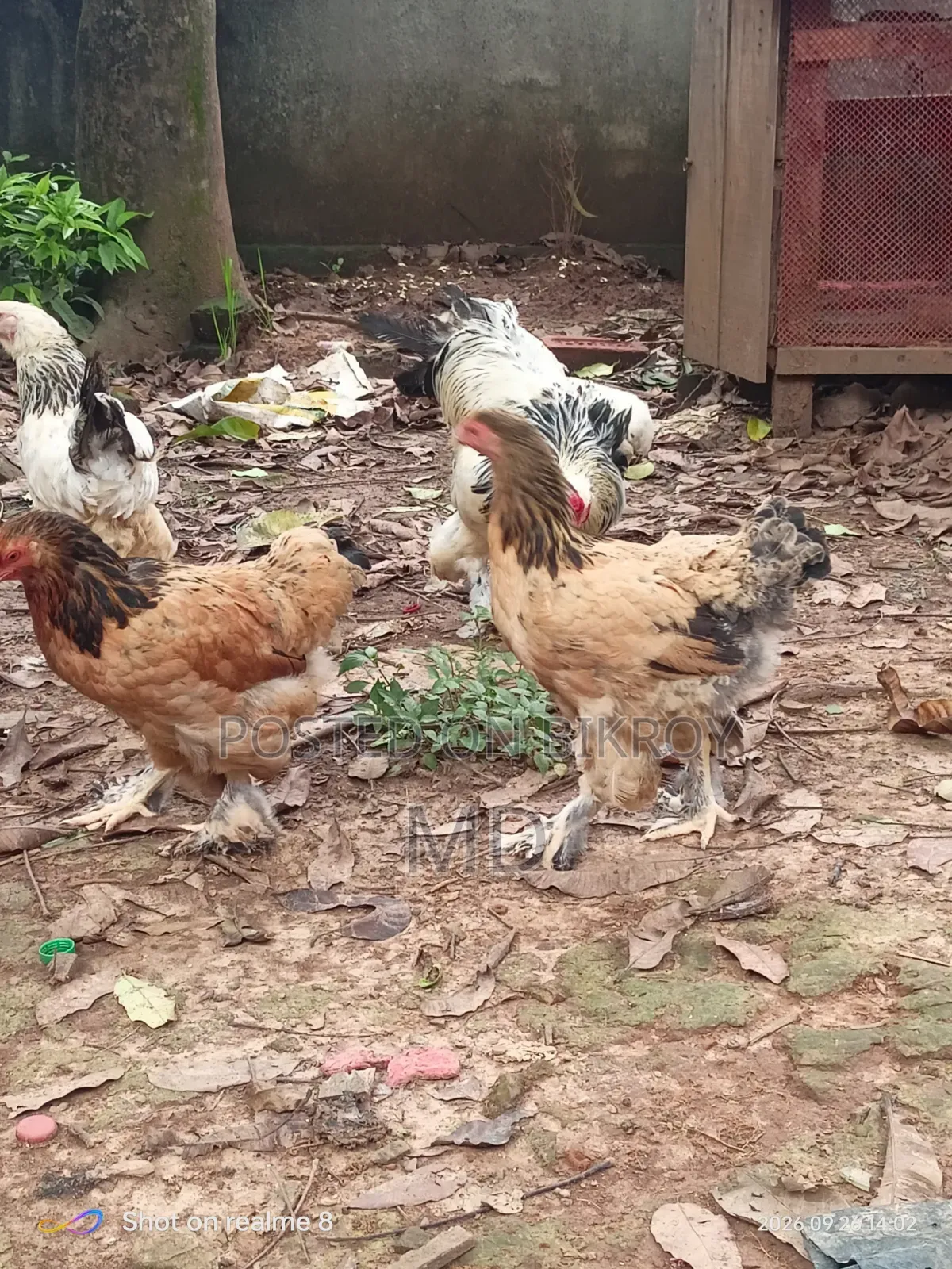 Running Brahma