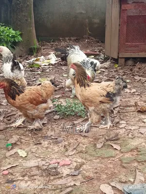 Running Brahma