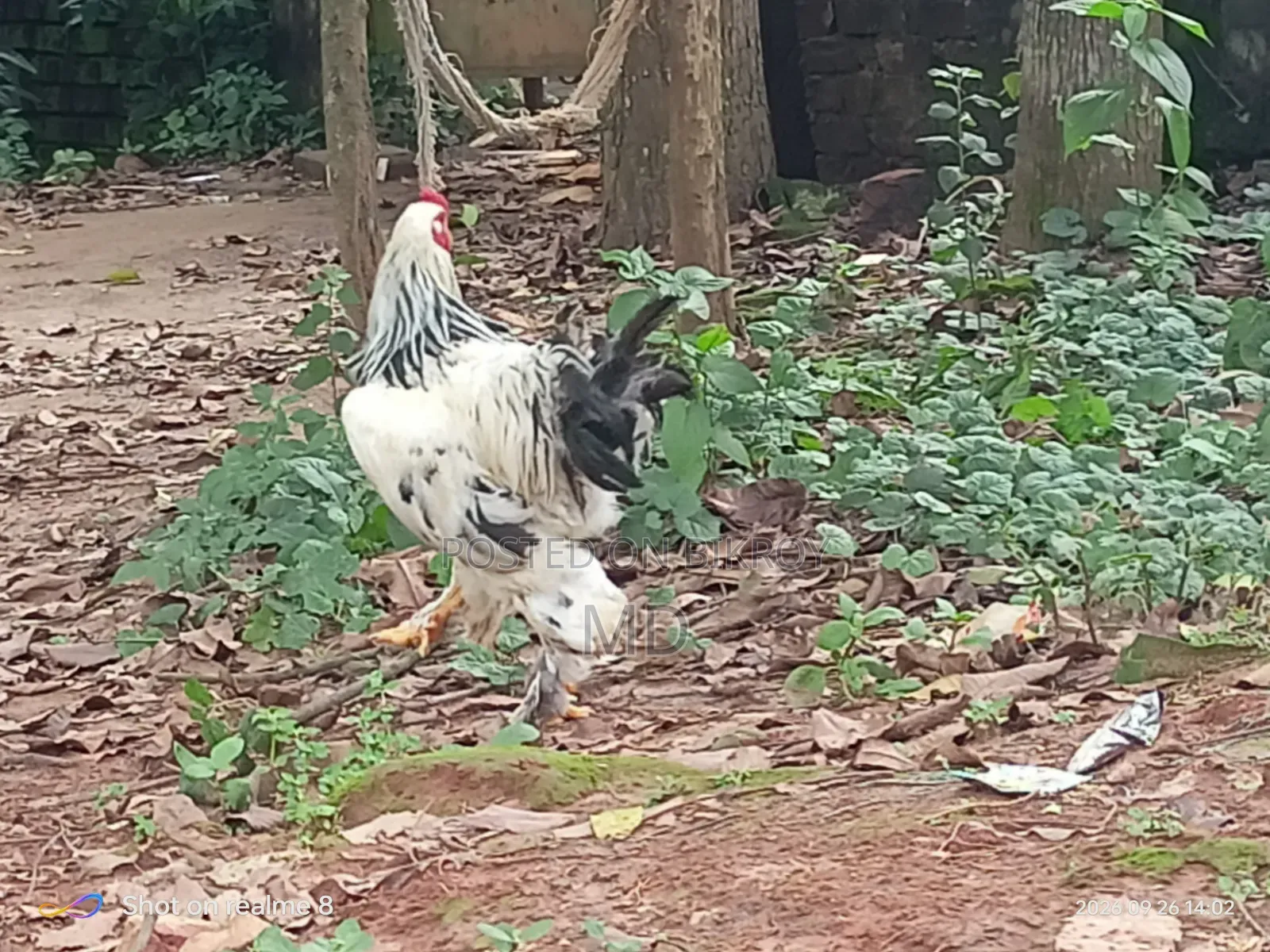 Running Brahma