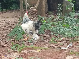 Running Brahma