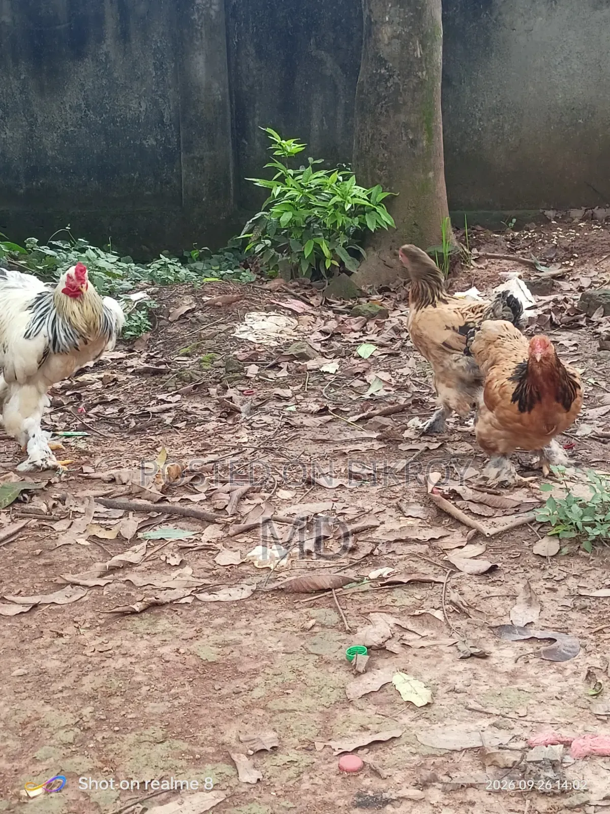 Running Brahma