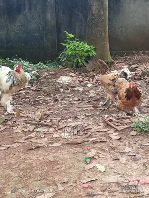 Running Brahma