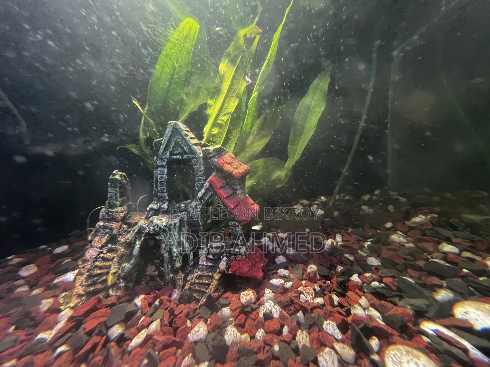 2/1.6ft Aquarium With All Accessories