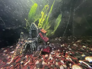 2/1.6ft Aquarium With All Accessories