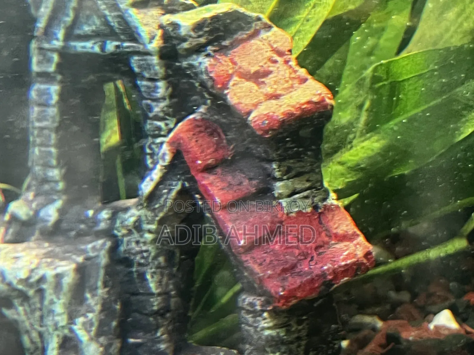 2/1.6ft Aquarium With All Accessories