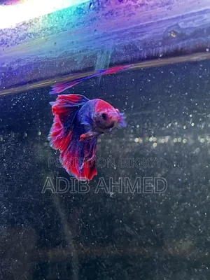 2/1.6ft Aquarium With All Accessories