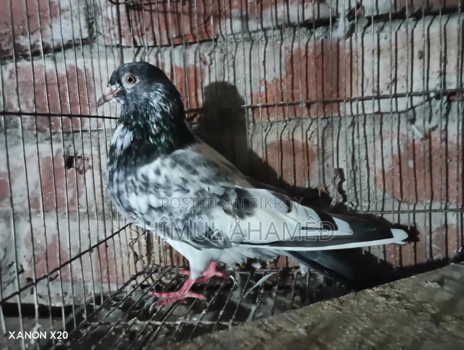 Pakistani Pigeon for Sale