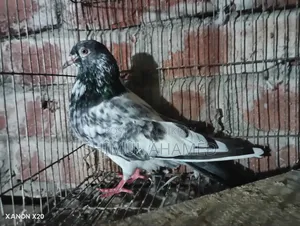 Pakistani Pigeon for Sale