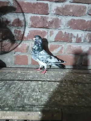 Pakistani Pigeon for Sale