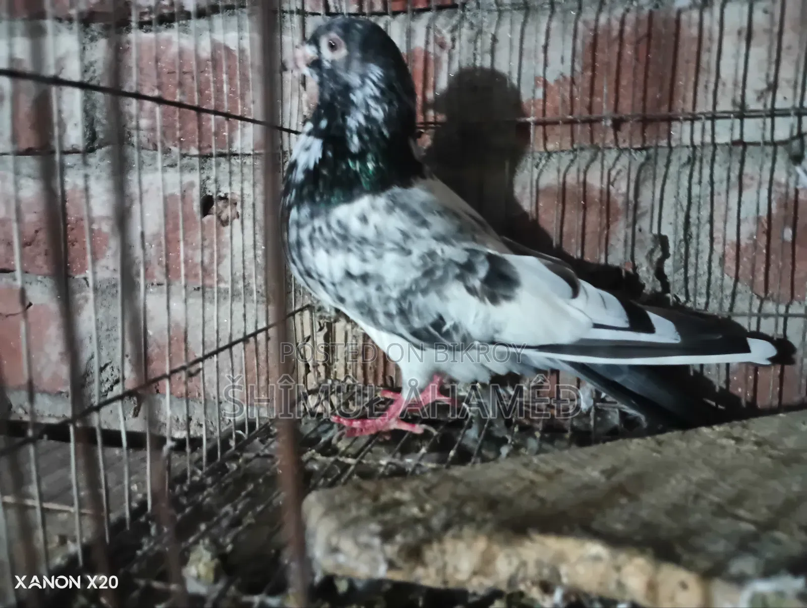 Pakistani Pigeon for Sale