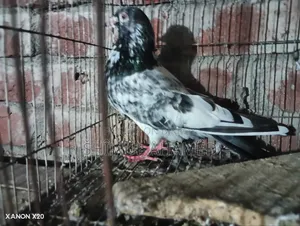 Pakistani Pigeon for Sale