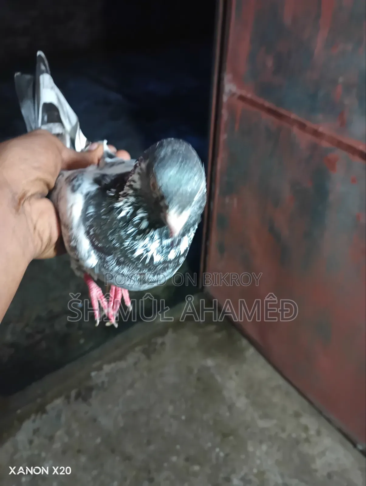 Pakistani Pigeon for Sale