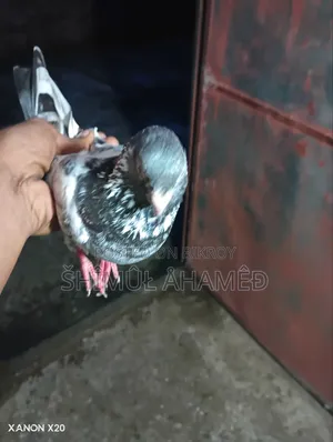Pakistani Pigeon for Sale