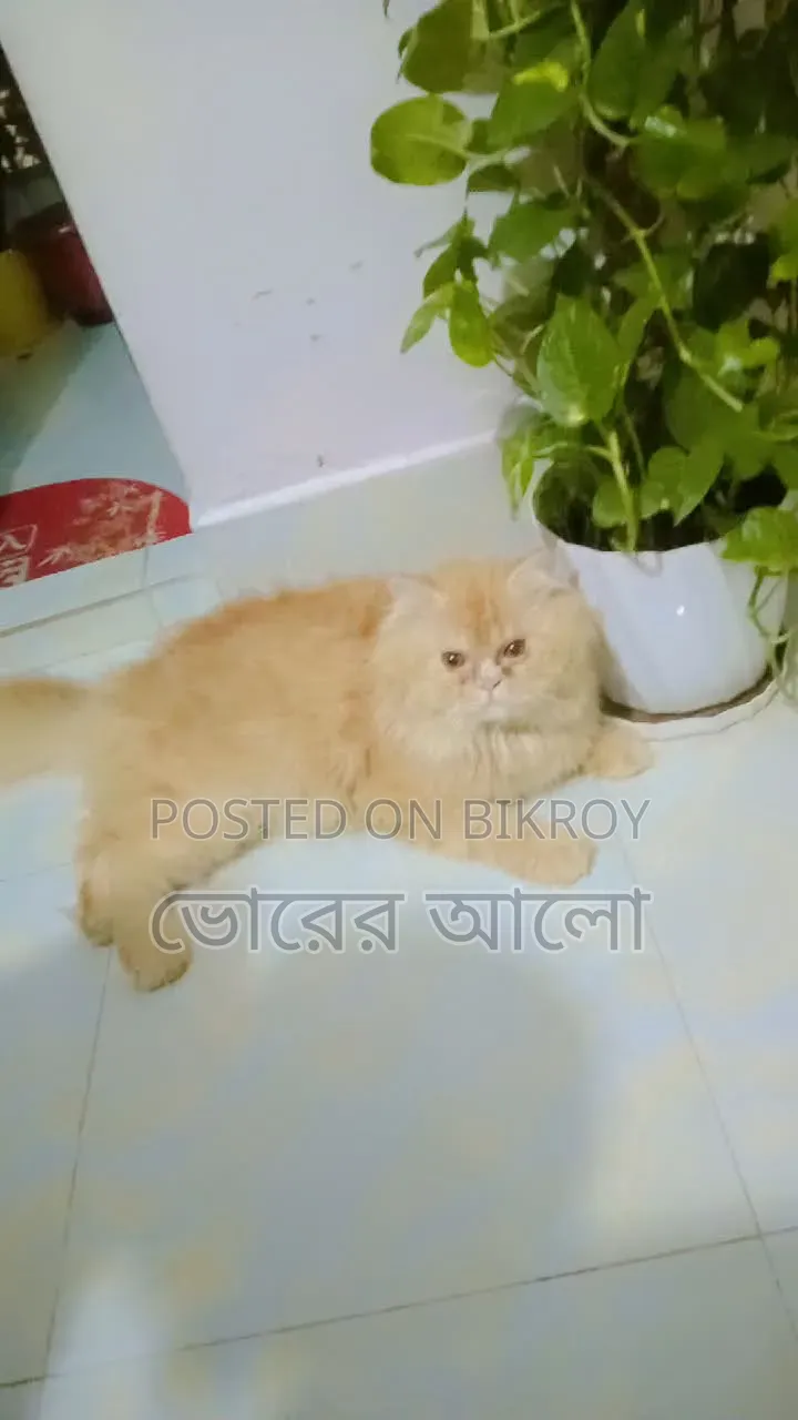 ৬-১২ মাসের নর বিশুদ্ধ জাতের পার্সিয়ান