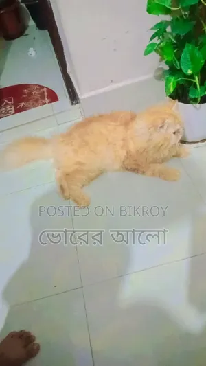 ৬-১২ মাসের নর বিশুদ্ধ জাতের পার্সিয়ান
