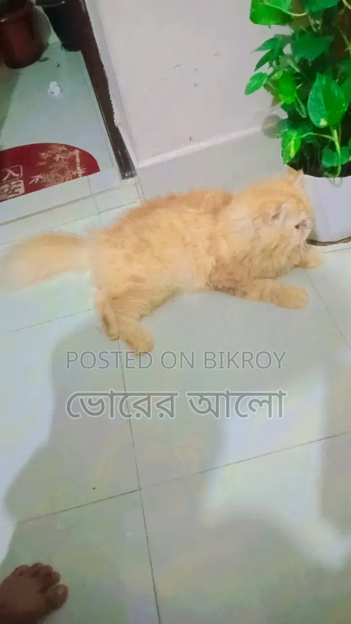 ৬-১২ মাসের নর বিশুদ্ধ জাতের পার্সিয়ান