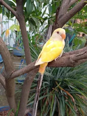 Love Bird Baby