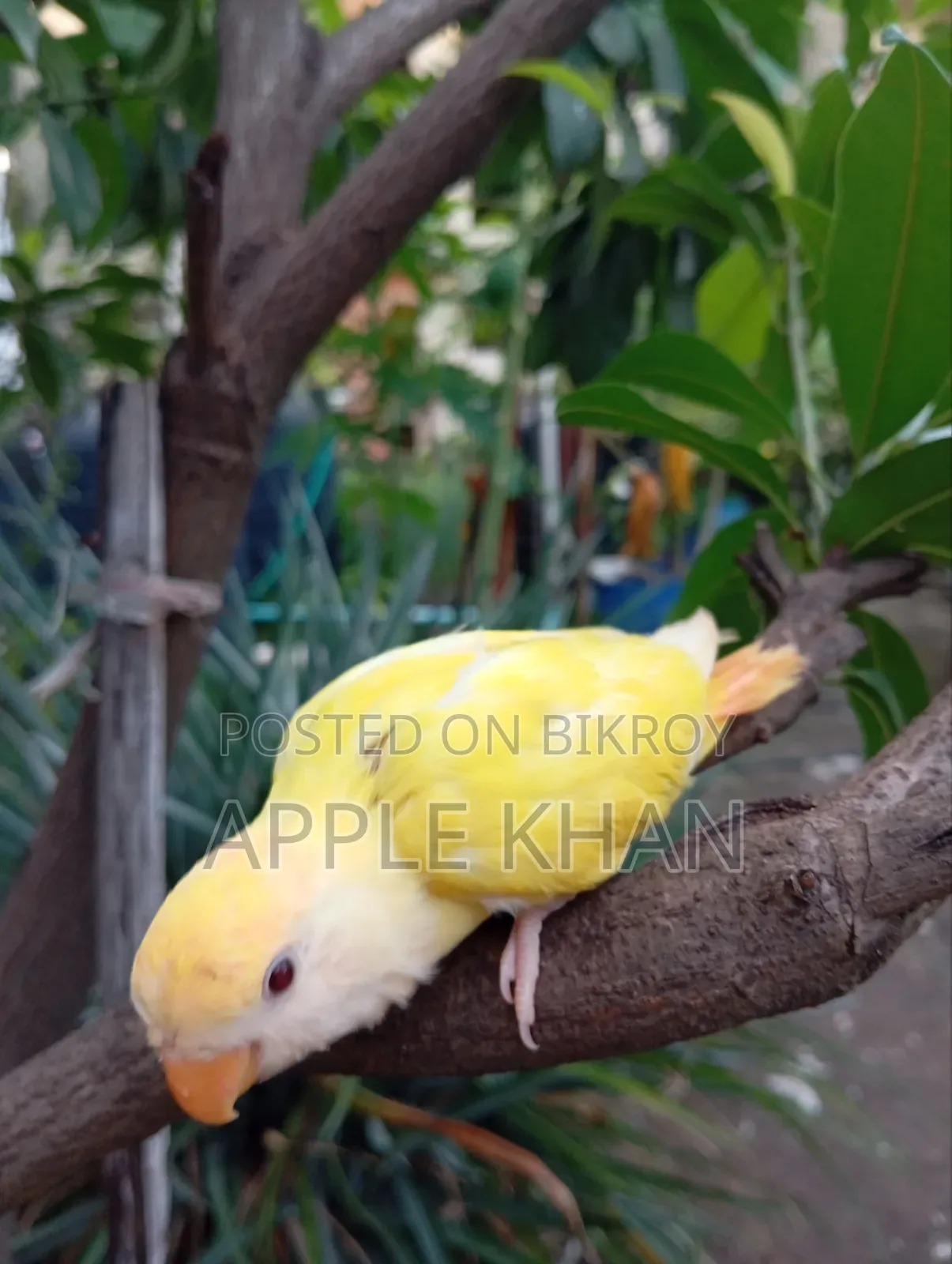 Love Bird Baby
