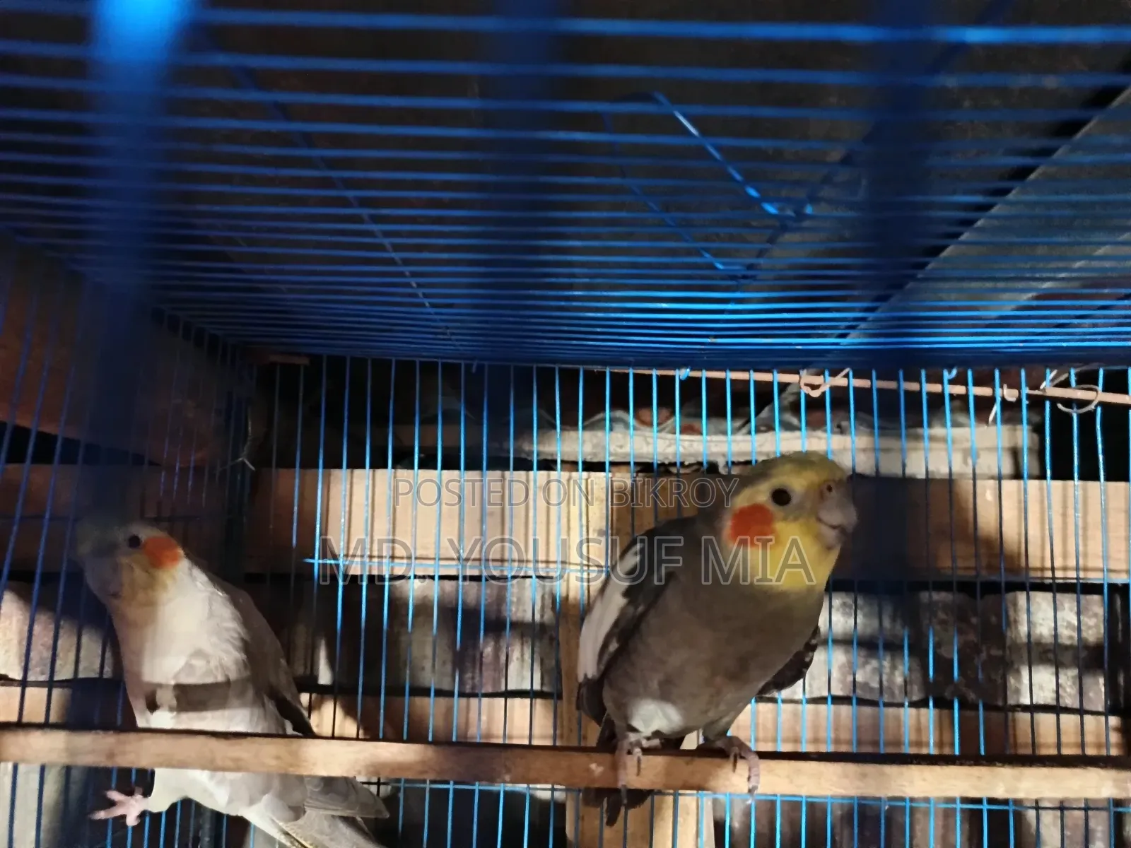 ককাটেল পাখি